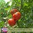 Big Boy Tomato Plants | Two Live Garden Plants | Non-GMO, Great Canner & Slicer