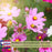 Coreopsis “Rosea” (Tickseed) Plants | Two Live Plants | Non-GMO | Hardy Flowering Perennial, Long Blooming, Pollinator Friendly