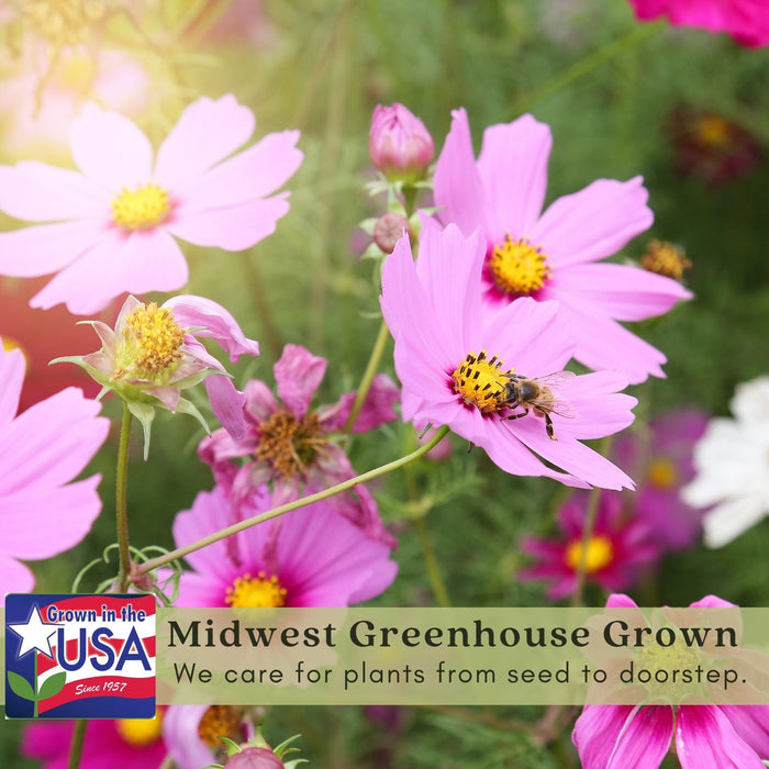 Coreopsis “Rosea” (Tickseed) Plants | Two Live Plants | Non-GMO | Hardy Flowering Perennial, Long Blooming, Pollinator Friendly