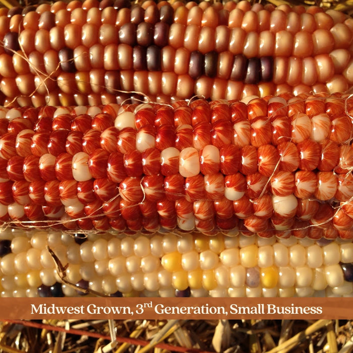 Giant Real Indian Corn | Midwest Grown, Six 12-Inch Ornamental Ears with Husks