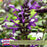 Purple and Bloom Salvia | Two Live Plants | Non-GMO | Pollinator Magnet, Heat Tolerant, Low Maintenance
