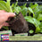 Romaine Lettuce | Two Live Plants | Non-GMO | Crisp, Sweet & Easy to Grow | Fresh Garden Favorite
