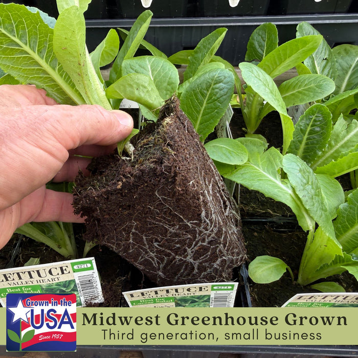 Romaine Lettuce | Two Live Plants | Non-GMO | Crisp, Sweet & Easy to Grow | Fresh Garden Favorite