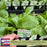 Buttercrunch Lettuce | Two Live Plants | Non-GMO | Heirloom Butterhead Lettuce | Sweet, Tender & Easy to Grow