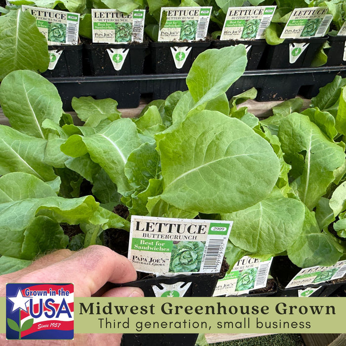 Buttercrunch Lettuce | Two Live Plants | Non-GMO | Heirloom Butterhead Lettuce | Sweet, Tender & Easy to Grow