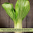 Pak Choi Bopak | Two Live Plants | Non-GMO | Crisp, Tender Asian Green | Fast Growing & Easy to Grow