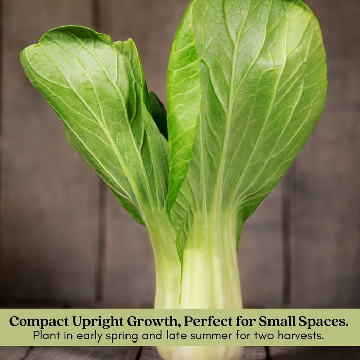 Pak Choi Bopak | Two Live Plants | Non-GMO | Crisp, Tender Asian Green | Fast Growing & Easy to Grow