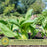 Pak Choi Bopak | Two Live Plants | Non-GMO | Crisp, Tender Asian Green | Fast Growing & Easy to Grow