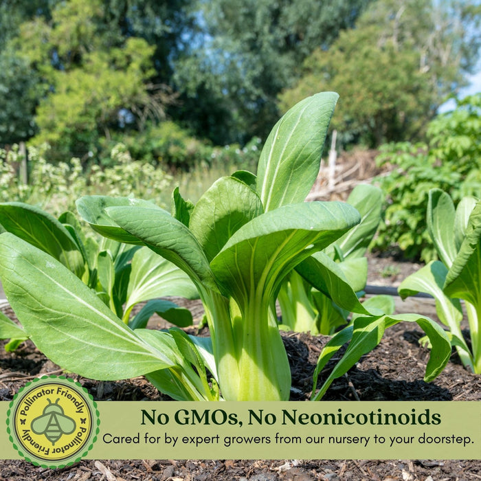 Pak Choi Bopak | Two Live Plants | Non-GMO | Crisp, Tender Asian Green | Fast Growing & Easy to Grow