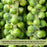 Brussels Sprouts Jade Cross | Two Live Plants | Non-GMO | Sweet, Tender & Cold Hardy | Easy Garden Vegetable