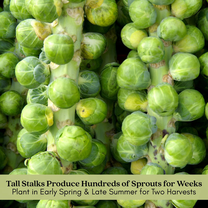 Brussels Sprouts Jade Cross | Two Live Plants | Non-GMO | Sweet, Tender & Cold Hardy | Easy Garden Vegetable