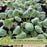 Brussels Sprouts Jade Cross | Two Live Plants | Non-GMO | Sweet, Tender & Cold Hardy | Easy Garden Vegetable