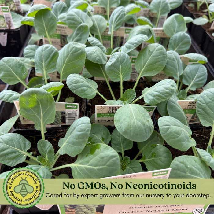 Brussels Sprouts Jade Cross | Two Live Plants | Non-GMO | Sweet, Tender & Cold Hardy | Easy Garden Vegetable