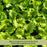 Buttercrunch Lettuce | Two Live Plants | Non-GMO | Heirloom Butterhead Lettuce | Sweet, Tender & Easy to Grow
