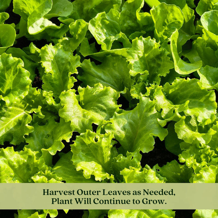 Buttercrunch Lettuce | Two Live Plants | Non-GMO | Heirloom Butterhead Lettuce | Sweet, Tender & Easy to Grow