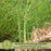 Asparagus | Two Live Plants | Non-GMO, High-Yield, Perennial