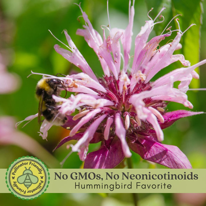 Bee Balm "Balmy Lilac" (Monarda) | Two Live Plants | Non-GMO, Hardy Flowering Perennial, Pollinator Favorite