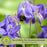 Columbine Earlybird Mix (Aquilegia) | Two Live Plants | Non-GMO, Hardy Flowering Perennial