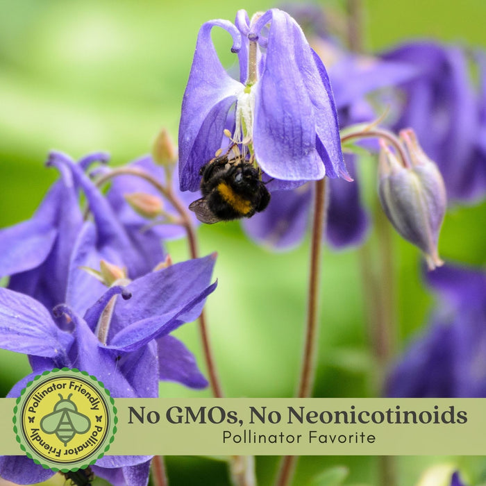 Columbine Earlybird Mix (Aquilegia) | Two Live Plants | Non-GMO, Hardy Flowering Perennial