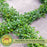 Dichondra Emerald Falls | Two Live Plants | Non-GMO | Cascading, Lush Green Foliage | Heat Drought Tolerant