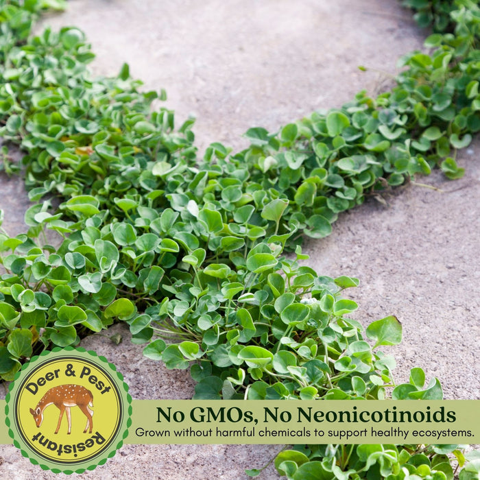 Dichondra Emerald Falls | Two Live Plants | Non-GMO | Cascading, Lush Green Foliage | Heat Drought Tolerant