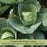 Cabbage Early Jersey Wakefield | Two Live Plants | Non-GMO | Heirloom | Early Harvest, Sweet & Tender
