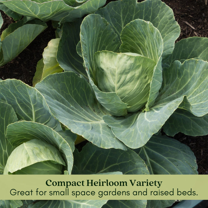 Cabbage Early Jersey Wakefield | Two Live Plants | Non-GMO | Heirloom | Early Harvest, Sweet & Tender