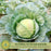 Cabbage Golden Acre Resistant | Two Live Plants | Non-GMO | Early Harvest | Sweet, Crisp & Disease Resistant