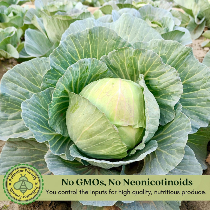 Cabbage Golden Acre Resistant | Two Live Plants | Non-GMO | Early Harvest | Sweet, Crisp & Disease Resistant