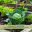 Cabbage Golden Acre Resistant | Two Live Plants | Non-GMO | Early Harvest | Sweet, Crisp & Disease Resistant