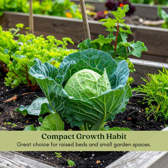 Cabbage Golden Acre Resistant | Two Live Plants | Non-GMO | Early Harvest | Sweet, Crisp & Disease Resistant