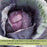 Cabbage Red Jewel | Two Live Plants | Non-GMO | Vibrant Red-Purple Heads | Crisp, Sweet & Easy to Grow