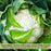 Cauliflower Amazing! | Two Live Plants | Non-GMO | Large White Heads | Crisp, Delicious & Easy to Grow