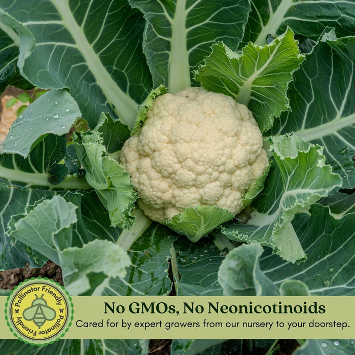 Cauliflower Amazing! | Two Live Plants | Non-GMO | Large White Heads | Crisp, Delicious & Easy to Grow