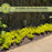 Duranta Yellow Plants | Two Live Plants | Non-GMO | Golden Foliage Accent, Heat Drought Tolerant, Easy to Grow