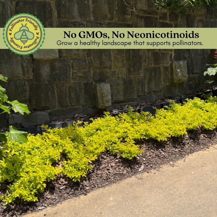 Duranta Yellow Plants | Two Live Plants | Non-GMO | Golden Foliage Accent, Heat Drought Tolerant, Easy to Grow