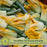 Emerald Zucchini Plants | Two Live Plants | Non-GMO | High-Yield, Tender, Compact Variety, Perfect for Grilling and Sautéing