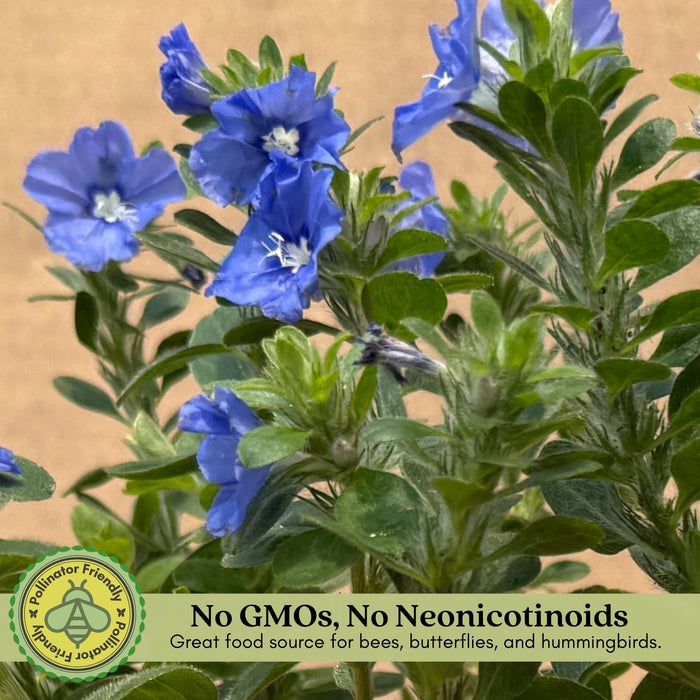 Evolvulus Beach Bum Blue | Two Live Plants | Non-GMO | Sky-Blue Blooms, Gently Trailing, Heat & Drought Tolerant Annual