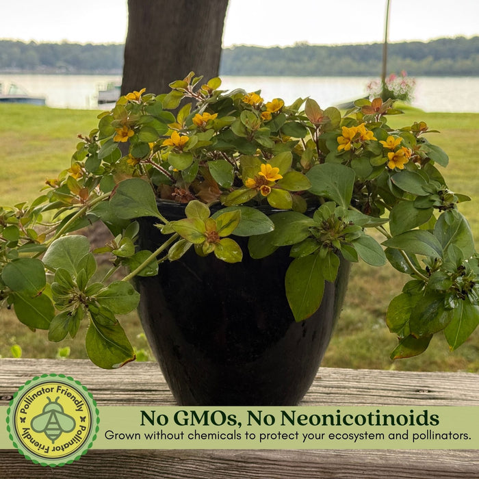 Lysimachia Variegated Lemon | Two Live Plants | Non-GMO | Perennial, Golden Variegated Foliage, Gently Trailing, Low Maintenance