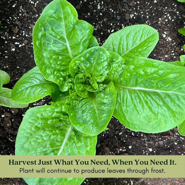 Romaine Lettuce | Two Live Plants | Non-GMO | Crisp, Sweet & Easy to Grow | Fresh Garden Favorite