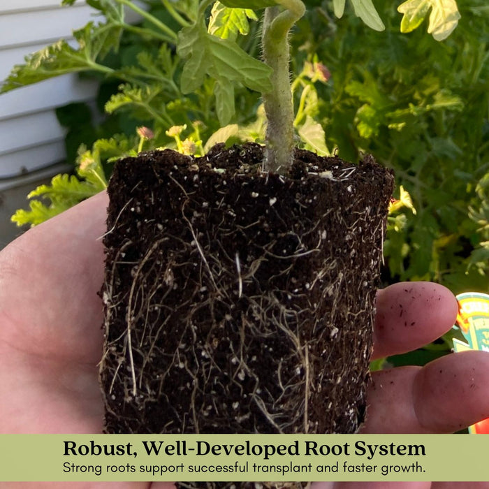 Big Boy Tomato Plants | Two Live Garden Plants | Non-GMO, Great Canner & Slicer