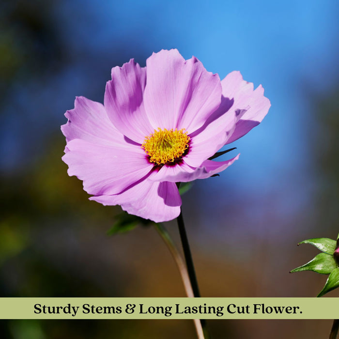 Coreopsis “Rosea” (Tickseed) Plants | Two Live Plants | Non-GMO | Hardy Flowering Perennial, Long Blooming, Pollinator Friendly