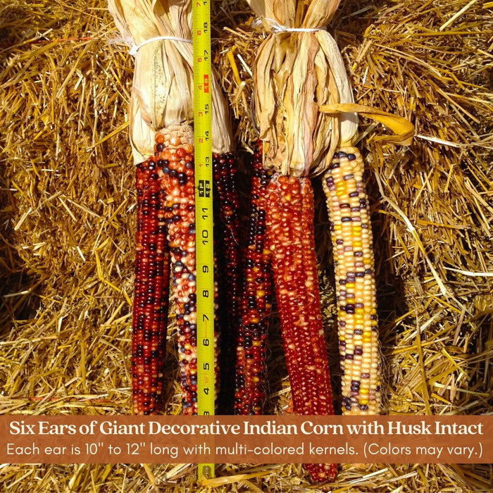 Giant Real Indian Corn | Midwest Grown, Six 12-Inch Ornamental Ears with Husks