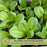 Buttercrunch Lettuce | Two Live Plants | Non-GMO | Heirloom Butterhead Lettuce | Sweet, Tender & Easy to Grow
