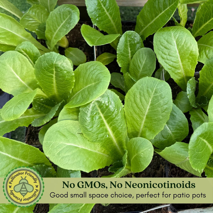 Buttercrunch Lettuce | Two Live Plants | Non-GMO | Heirloom Butterhead Lettuce | Sweet, Tender & Easy to Grow