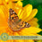 Black Eyed Susan Toto Gold Plants | Two Live Plants | Non-GMO | Compact Rudbeckia, Heat Drought Tolerant, Pollinator Friendly