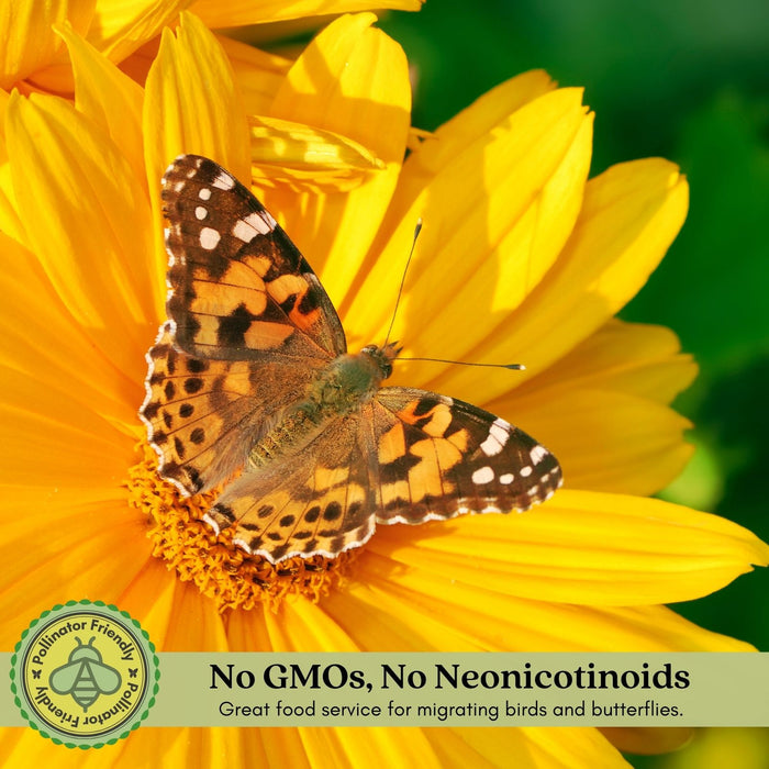 Black Eyed Susan Toto Gold Plants | Two Live Plants | Non-GMO | Compact Rudbeckia, Heat Drought Tolerant, Pollinator Friendly