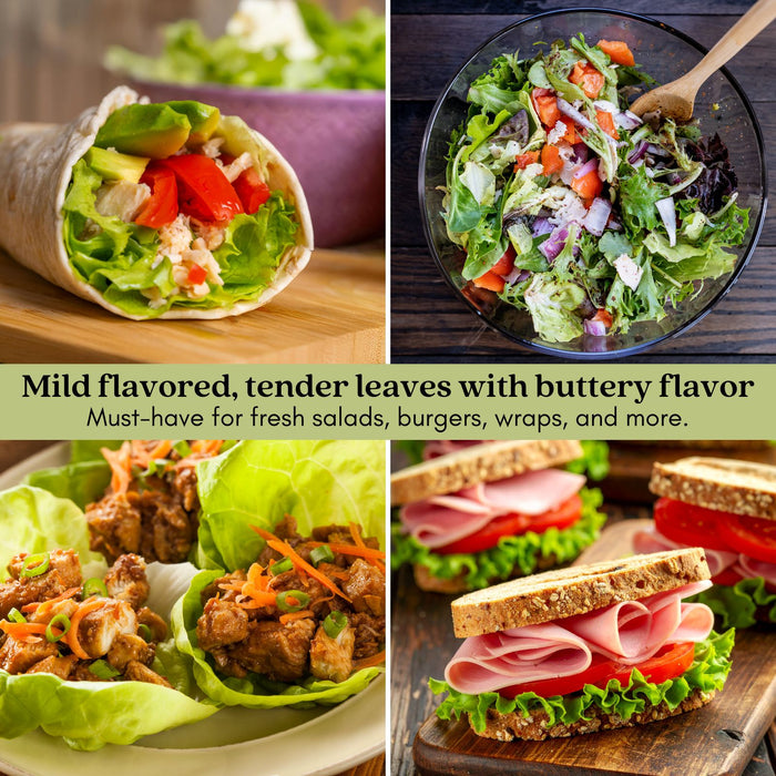 Buttercrunch Lettuce | Two Live Plants | Non-GMO | Heirloom Butterhead Lettuce | Sweet, Tender & Easy to Grow