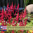 Astilbe Red (Arendsii Fanal) | Two Live Perennial Plants | Non-GMO, Plant in Shade, Pollinator Favorite, Deer Resistant