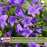 Campanula (Bellflower) Rapido Blue | Two Live Perennial Plants | Non-GMO, Early Spring Bloomer, Hummingbird & Bee Favorite